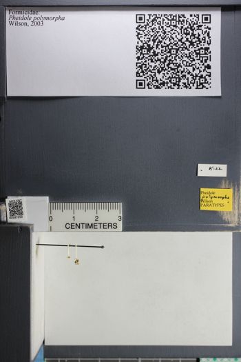 Media type: image;   Entomology 587253